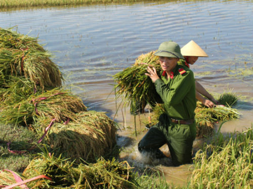 ... đưa lúa lên bờ...
