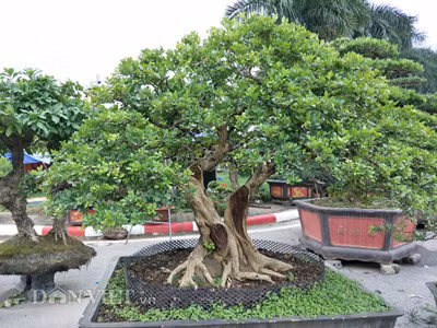 Nguyet que song than duoc "het" gia hang chuc cay vang, dep co nao?