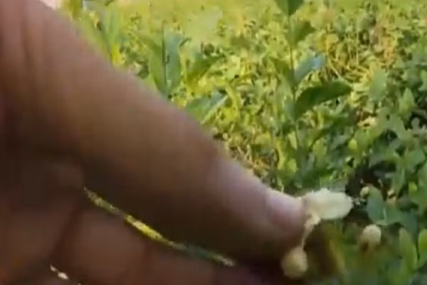 Cây hoa nhài ở Phù Lỗ, người dân gọi là cây "ung thư".