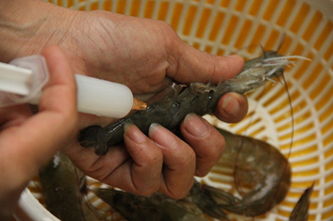 Tôm bị bơm tạp chất (Ảnh: Dân Việt).