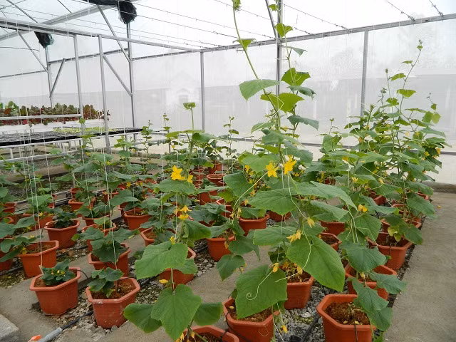 Mỗi giỏ nhựa được bà gieo hoặc trồng tối đa 3 hạt giống cây để khi sinh trưởng cây có đủ diện tích và dinh dưỡng phát triển. Mỗi giỏ cây cách nhau một khoảng 3-5 cm.