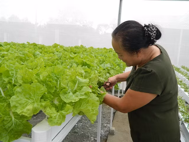 Theo bà Khương, trồng rau thủy canh không tốn nhiều sức chăm sóc. Khâu khó nhất là ươm cây con. Sau đó, cây con đưa lên giàn sẽ mất vài ngày kiểm tra dung dịch và điều chỉnh nồng độ pH cho phù hợp.