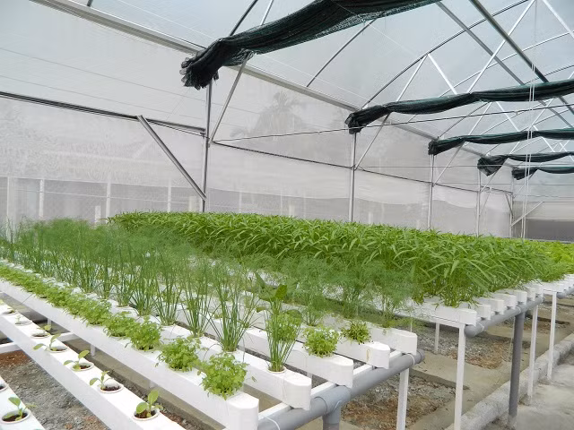 Với số tiền lương hưu ít ỏi tích lũy được qua hàng chục năm công tác, cùng với sự hỗ trợ của các con, bà Khương (sinh năm 1950, phường Bắc Hà, TP. Hà Tĩnh) đã đầu tư trang trại rau thủy canh tại đây (thôn Nam Sơn, xã Ngọc Sơn, huyện Thạch Hà, tỉnh Hà Tĩnh)". Vườn rau này đã gắn bó với bà Khương hơn 1 năm.