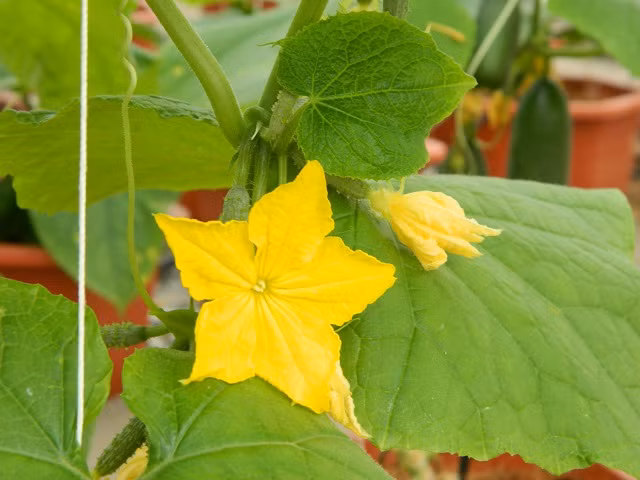 Dưa chuột Mỹ bắt đầu cho ra quả