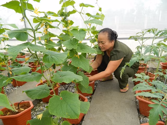 Những luống rau được bà Khương chăm sóc tỉ mỉ.