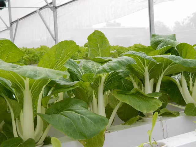 Rau cải xanh mướt, không thuốc trừ râu, được bà Khương chăm chút từ lúc gieo hạt.