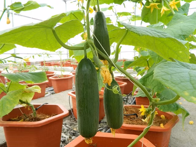 Ưu điểm của phương pháp này hệ thống rất sạch sẽ, hạn chế tối thiểu việc sâu bệnh phát triển. Ngoài ra người trồng tuyệt đối không phải nhổ cỏ, tưới nước, tiết kiệm công hơn trồng trên đất thường.