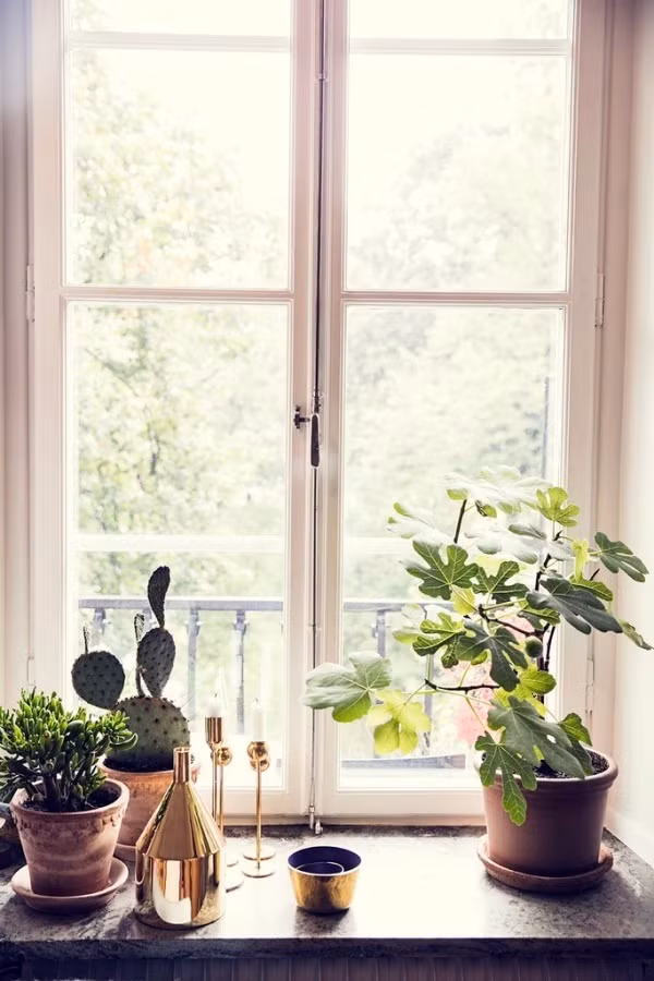 Một vài cây nên, một vài chậu cây mới sẽ tăng thêm tình yêu và mật ngọt cho đời sống vợ chồng.