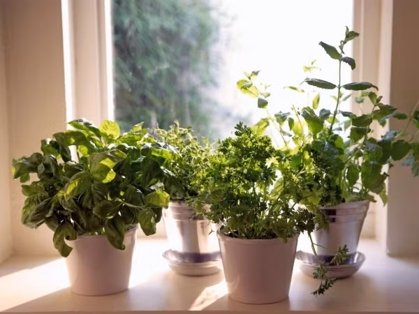 Với những ai yêu thiên nhiên, yêu hoa cỏ chắc chắn sẽ không thể bỏ qua khung cửa sổ với màu xanh tươi tắn. Sắc màu của thiên nhiên từ những chậu cây, chậu hoa nhỏ xíu sẽ là món quà tuyệt vời dành tặng vợ nhân ngày 20.10.