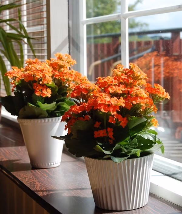 Chậu hoa xinh xắn bên khung cửa sổ thay lời muốn nói của ông chồng dành cho vợ yêu.