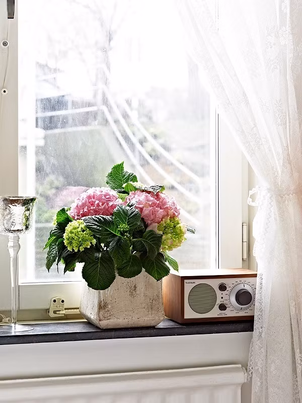 Hoặc chồng cũng có thể mua những loài hoa dễ cắm để làm đẹp cửa sổ.