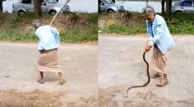 Thay ran an thit coc, ba cu lam dieu khien dan mang sung sot