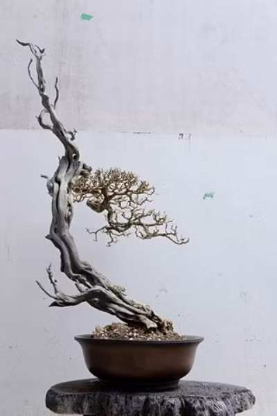 Theo ông Thắng “đổ”, việc mua “củi” linh sam về làm bonsai rất nhiều rủi ro, bởi cây có khả năng chết khá cao do thợ đi rừng đào bới trên núi rồi mang về cắt cúp cây. Ảnh: Một khúc “củi” chết khô sau quá trình nuôi dưỡng thiếu kỹ thuật.