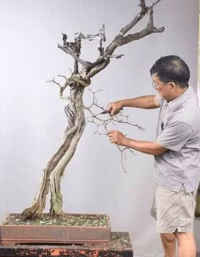 Khúc củi linh sam núi này, ông Thắng “đổ” mua với giá 20 triệu đồng. Khúc “củi” này lộ rõ phần lõi cây sần sùi chỉ còn một mạch sống từ lớp da cây còn sót lại.