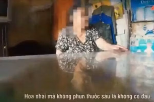 Người bán hàng khẳng định: "Hoa nhài mà không phun thuốc sâu là không có đâu".