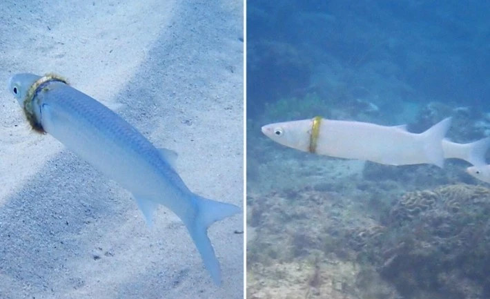 Chiec nhan cuoi mat tich nua nam tim thay tren nguoi mot con ca