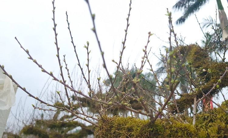 Mai trắng phủ rêu mốc đầy thân chờ khách rước về chưng Tết.