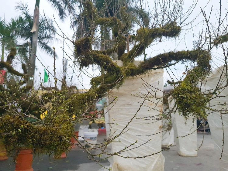 Việc phủ rêu xanh mốc lên thân câu mai sẽ khiến mai trở nên đặc biệt và độc đáo hơn.