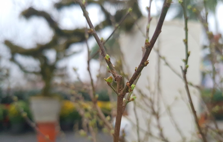 Trên các cành của mai trắng phủ rêu dang dần nở hoa và có nhiều lộc non.