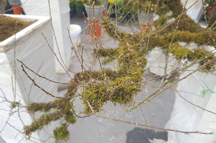 Cây mai trắng được uốn thế “thác nước” vô cùng độc đáo.