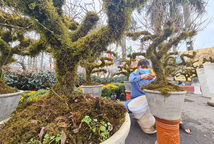 Người bán thường xuyên tưới nước để gốc mai luôn giữ được đổ ẩm.