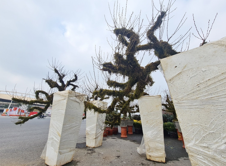 Anh Hòa (người bán hàng) cho biết, những chậu mai trắng này được đưa từ SaPa xuống Hà Nội bày bán cho khách hàng dịp Tết Nguyên đán Tân Sửu 2021.