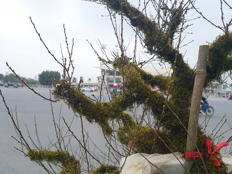 Theo người bán, mai trắng có tuổi đời hàng chục năm, phủ rêu lên thân sẽ bán từ 8-15 triệu đồng/chậu, tùy từng cây, từng thế uốn. “Năm nay thời tiết lạnh nên việc trồng, chăm sóc mai trắng phủ rêu rất khó. Vì vậy, giá thành năm nay cũng đắt hơn khoảng vài triệu so với mọi năm”, - anh Hòa (người bán) chia sẻ.