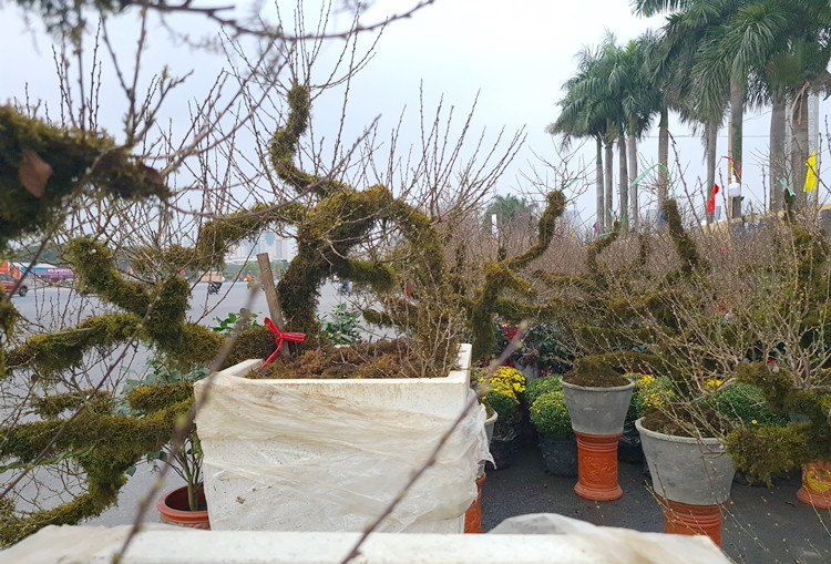 Nhất chi mai hay còn được gọi là mai trắng. Loài mai này rất quý hiếm, chỉ sống ở những nơi có mùa đông và giá lạnh. Đặc biệt, mai trắng chỉ khoe sắc một lần trong năm, có màu hoa trắng tinh khiết, thân cây mộc mạc rêu phong là đặc điểm dễ dàng nhìn thấy.