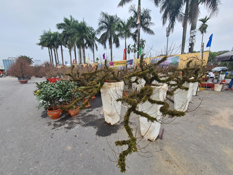 Mai trắng phủ rêu mốc đầy thân, giá chục triệu đồng/gốc Mai trang phu reu moc day than, gia chuc trieu dong/goc