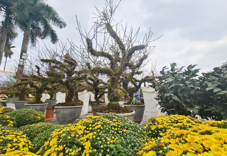 Những cây mai trắng trở nên độc lạ hơn khi xếp hàng bán dịp Tết cùng các loài hoa khác.