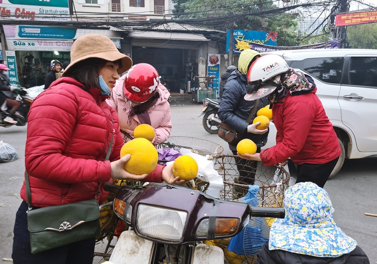 Người mua hàng lựa chọn những quả bưởi Diễn ưng í trước khi xuống tiền.