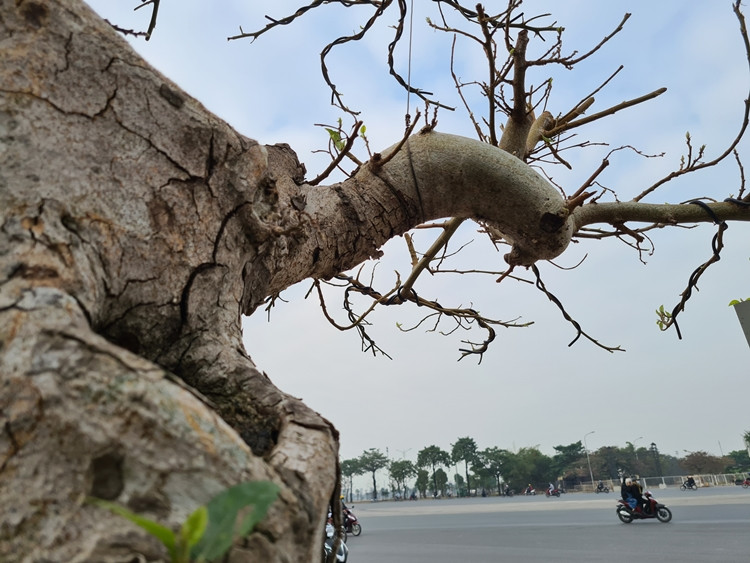 Để sung trở nên độc đáo và có thế đẹp, chủ vườn phải rất tỉ mỉ, kỳ công, áp dụng kỹ thuật cao để uốn, cắt tỉa cành.