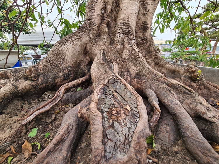 Gốc cây khế mang màu sắc cổ kính, rễ lồi khỏi mặt chậu và có nhiều hang hốc.