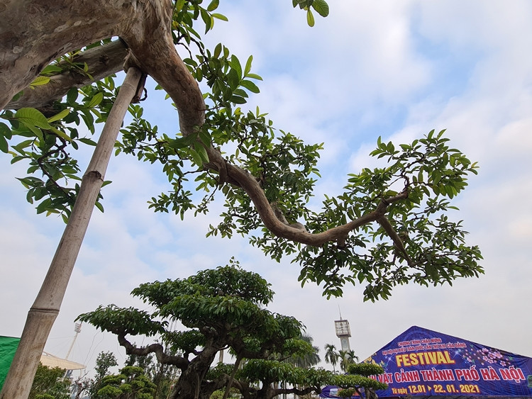 Để cây ổi khỏi đổ, chủ vườn phải dùng đến cọc tre dài để chống đỡ cành.