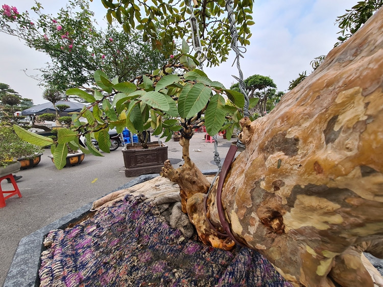 Theo chia sẻ, những cây ổi tại đây được chào bán với giá từ 50-75 triệu đồng/cây.