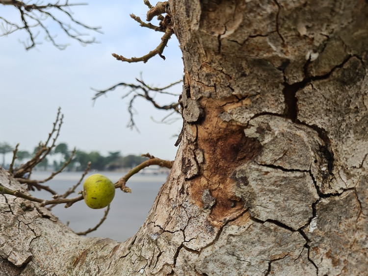Lớp vỏ trên thân cây sung gần như bị tróc ra. Điều này còn cho thấy, cây sung đã có tuổi đời lâu năm.