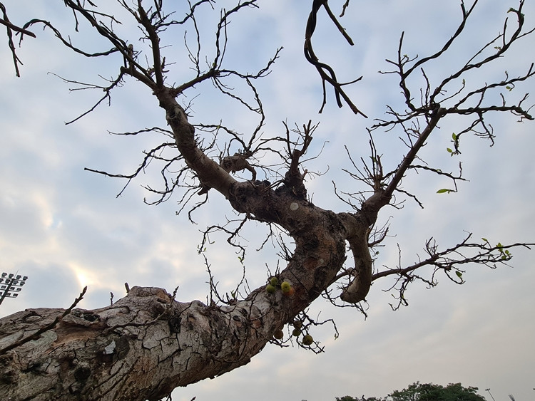 Cây sung hơn 100 năm tuổi bày bán tại Festival sinh vật cảnh TP.Hà Nội đang chờ đại gia “tậu” về chơi Tết.