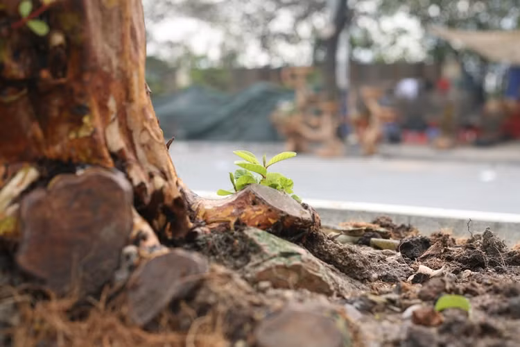 Cây ổi được chăm sóc rất cẩn thận, những chồi non đang đua nhau mọc ra.