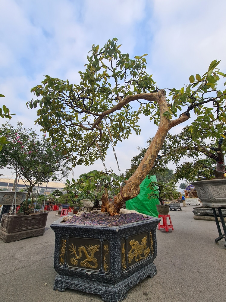 Để đa dạng cây cảnh phục vụ “thượng đế” trong dịp Tết Nguyên đán Tân Sửu 2021, một chủ vườn khác còn đưa đến Festival sinh vật cảnh TP.Hà Nội những cây ổi hàng chục năm tuổi trồng trong chậu rất bắt mắt.