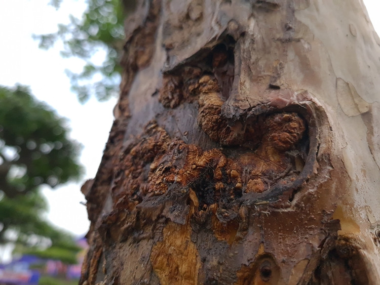 Ổi cổ thụ không phải là hiếm, nhưng để tìm được cây có dáng cổ kính, thân u bướu đặc biệt lại ra quả trĩu trịt quanh năm rất khó.