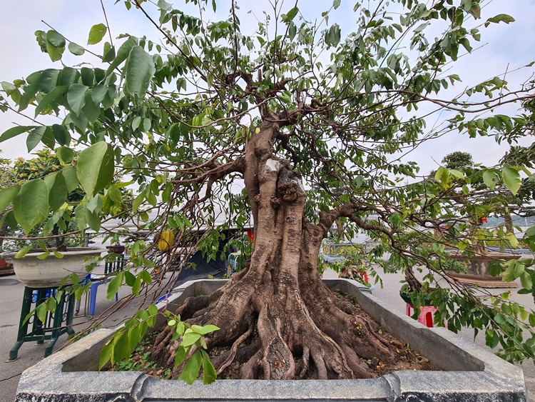 Bên cạnh đó, tại Festival sinh vật cảnh Hà Nội còn xuất hiện nhiều cây khế cảnh với độ từ 30-40 năm. Giá bán cũng lên tới vài chục triệu đồng/cây.