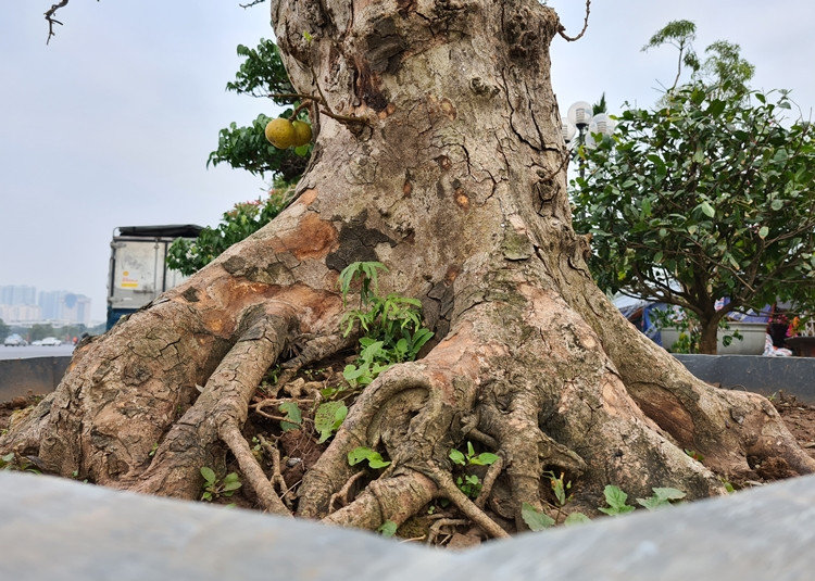 Một chủ gian hàng đến từ Bắc Ninh cho hay, các cây sung ở đây có tuổi từ vài chục năm cho đến hơn 100 năm tuổi. Giá sung được chào bán từ vài chục triệu cho đến 200 triệu đồng/cây.