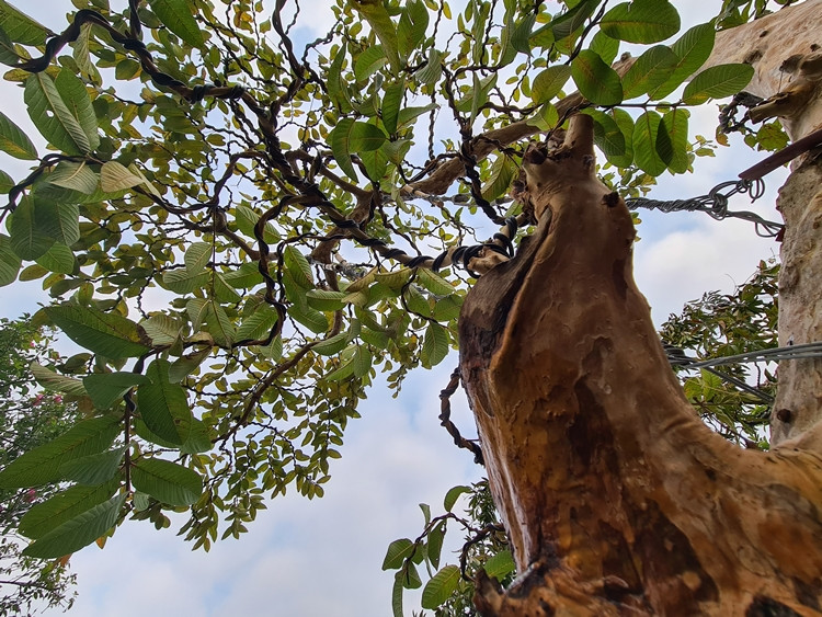 Cây ổi thường ra quả vào tháng 3, tháng 4, ở thời điểm hiện tại cây đã hết quả.