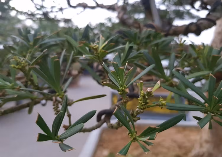 Dấu vết cắt tỉa in rõ trên những chiếc lá cho thấy sự chăm sóc hàng ngày của chủ vườn.