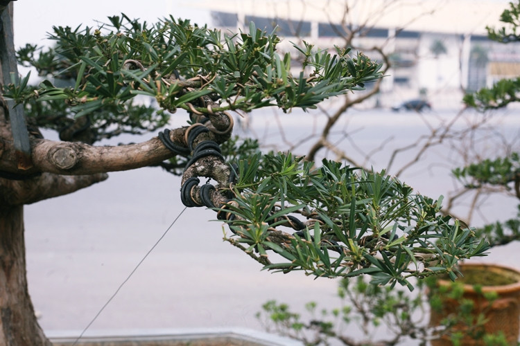 Dây thép uốn thế để cây có được những thế độc lạ, vẫn còn nằm trên cành lá.