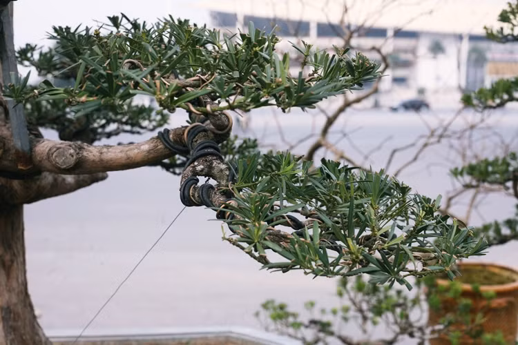 Dây thép uốn thế để cây có được những thế độc lạ, vẫn còn nằm trên cành lá.