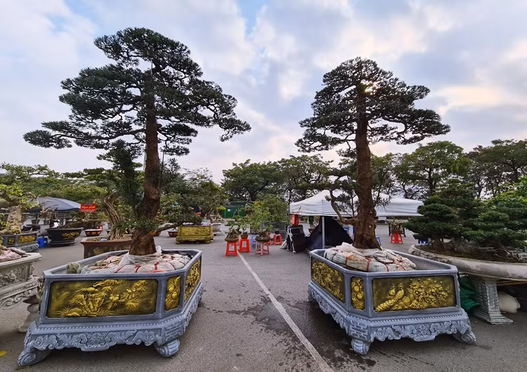 Chủ vườn cho biết, tuổi những cây tùng này rơi vào khoảng 40 - 50 năm.