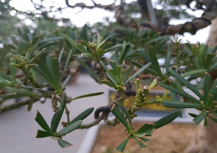 Dấu vết cắt tỉa in rõ trên những chiếc lá cho thấy sự chăm sóc hàng ngày của chủ vườn.