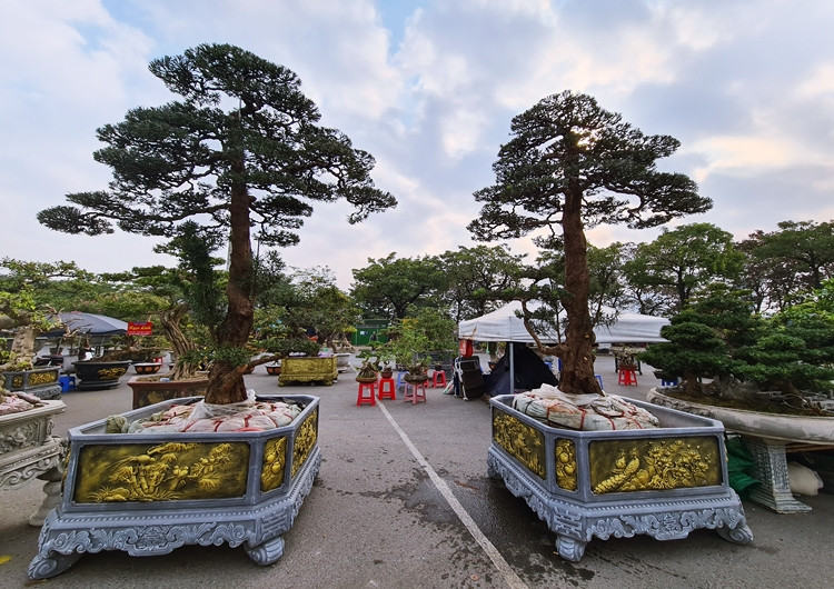 Chủ vườn cho biết, tuổi những cây tùng này rơi vào khoảng 40 - 50 năm.