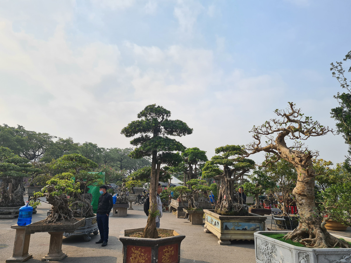 Những cây tùng nằm xen lẫn với nhiều cây cảnh có thế độc lạ thu hút người xem.